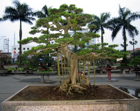 Những cây cảnh giá triệu đô 