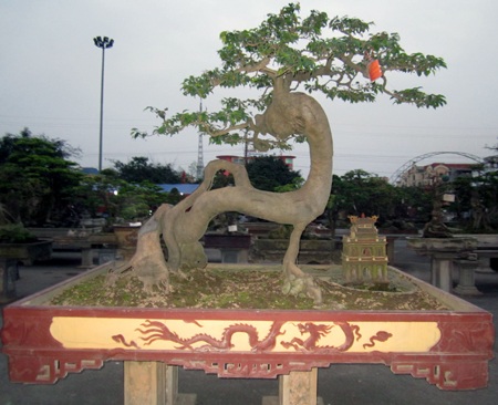 Những cây cảnh giá triệu đô 