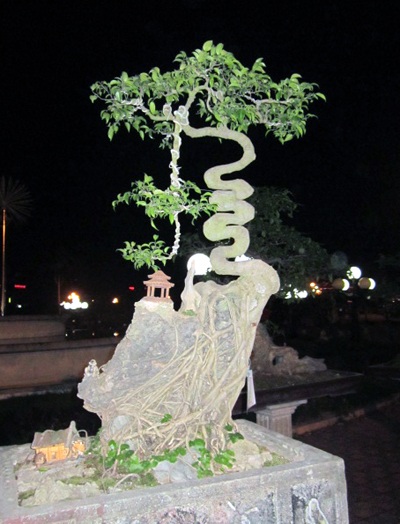 Những cây cảnh giá triệu đô 