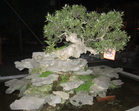 Những cây cảnh giá triệu đô 