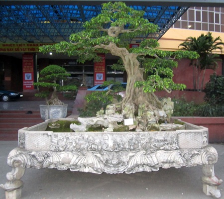 Những cây cảnh giá triệu đô 