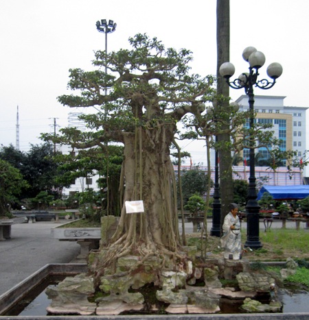 Những cây cảnh giá triệu đô 