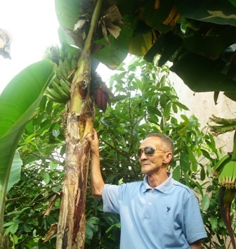 Cây chuối trổ hai buồng