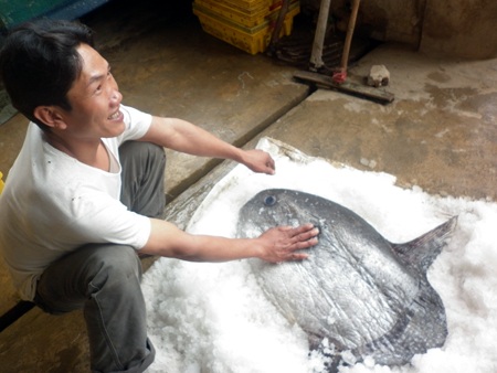 Nghệ An: Bắt được cá Mặt trăng nặng 15kg