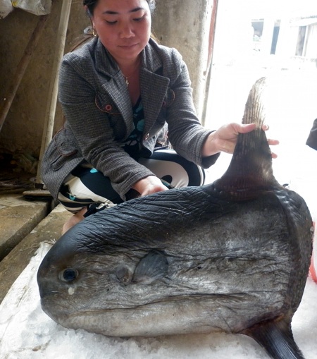 Nghệ An: Bắt được cá Mặt trăng nặng 15kg