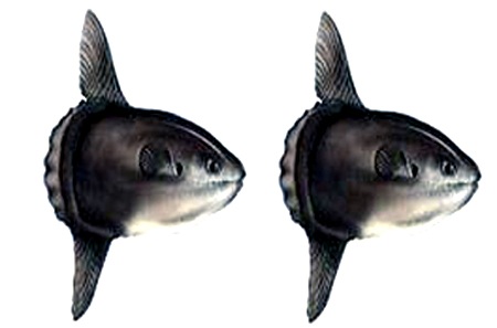 Nghệ An: Bắt được cá Mặt trăng nặng 15kg