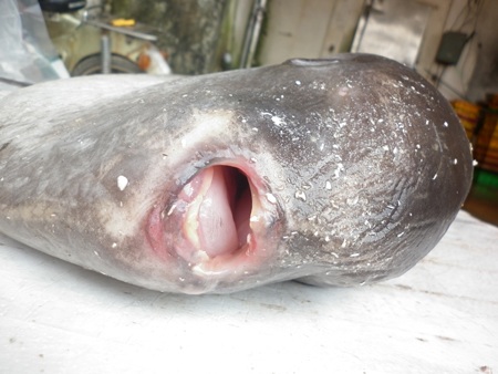 Tặng cá Mặt trăng cho Bảo tàng Thiên nhiên Việt Nam 