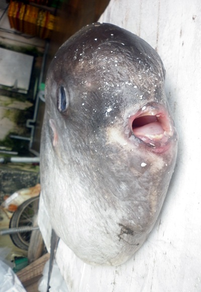 Tặng cá Mặt trăng cho Bảo tàng Thiên nhiên Việt Nam 