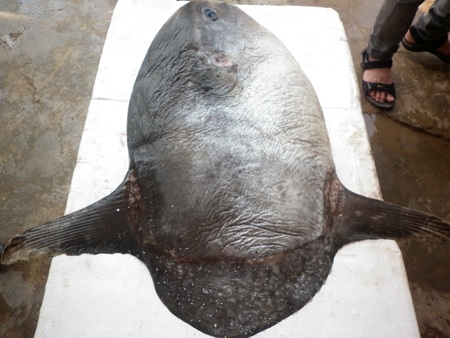 Tặng cá Mặt trăng cho Bảo tàng Thiên nhiên Việt Nam 