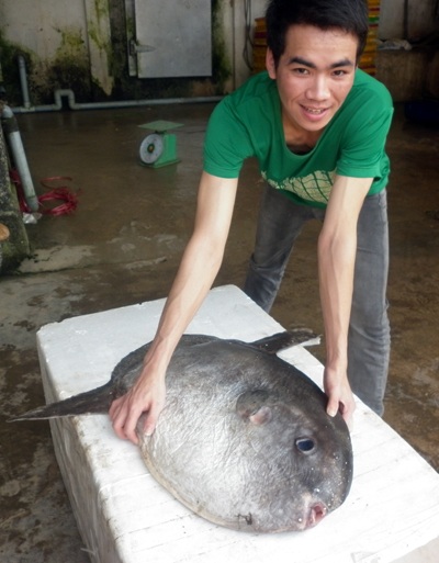 Tặng cá Mặt trăng cho Bảo tàng Thiên nhiên Việt Nam 