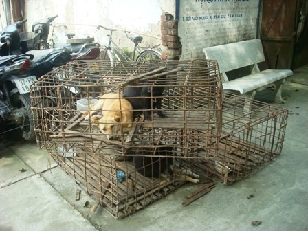 “Kỳ tích” của hai cẩu tặc