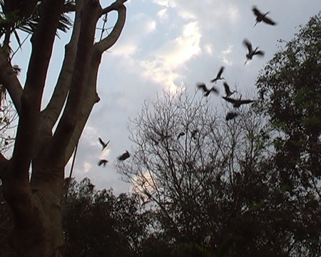 Hàng trăm con chim bất ngờ xuất hiện tại ngôi đền thiêng 