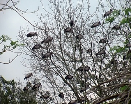 Hàng trăm con chim bất ngờ xuất hiện tại ngôi đền thiêng 