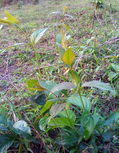 Những cái chết đau lòng từ lá ngón 