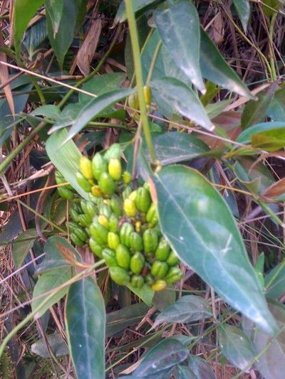 Những cái chết đau lòng từ lá ngón 