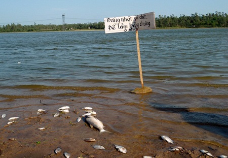 Cá chết trắng đập Chọ Ràn 