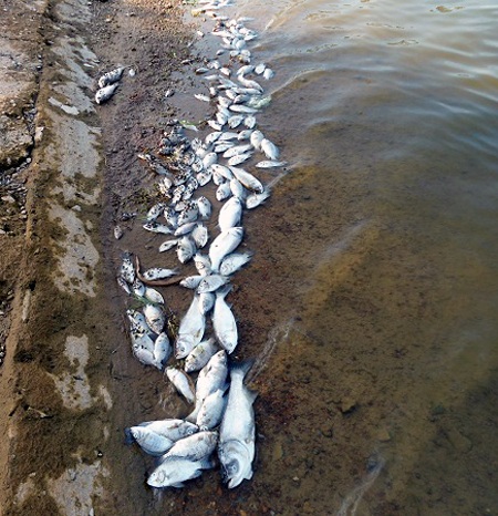 Cá chết trắng đập Chọ Ràn 