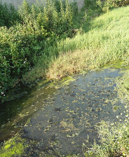 Cá chết trắng đập Chọ Ràn 