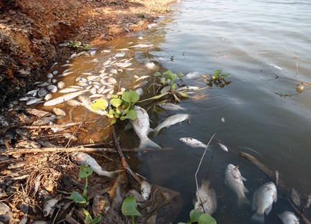 Cá chết trắng đập Chọ Ràn 