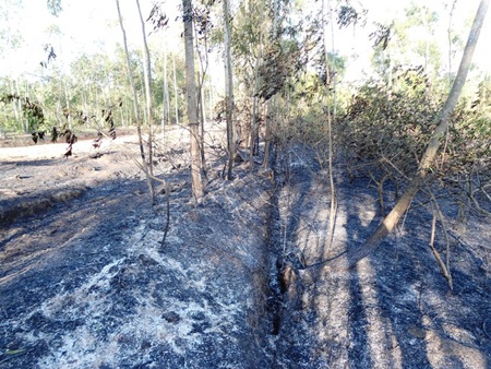 Nắng nóng kỷ lục khiến nhiều đám rừng bốc cháy