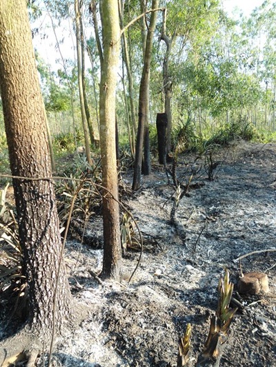 Nắng nóng kỷ lục khiến nhiều đám rừng bốc cháy