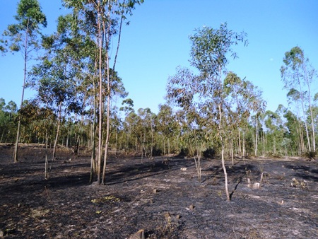 Nắng nóng kỷ lục khiến nhiều đám rừng bốc cháy