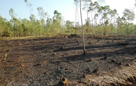 Nắng nóng kỷ lục khiến nhiều đám rừng bốc cháy