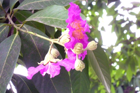 Màu tím bằng lăng làm dịu mát cả con đường