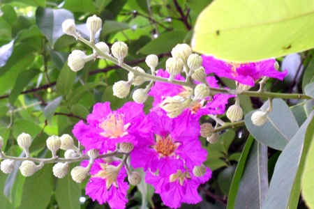 Màu tím bằng lăng làm dịu mát cả con đường