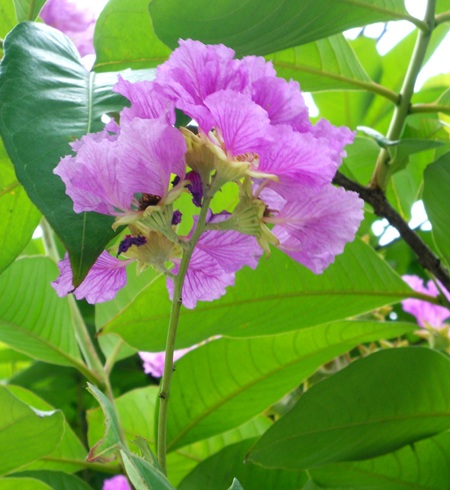 Màu tím bằng lăng làm dịu mát cả con đường