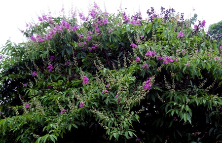 Màu tím bằng lăng làm dịu mát cả con đường