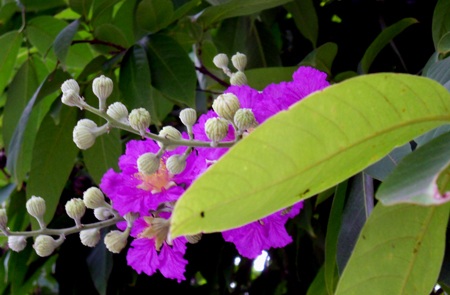 Màu tím bằng lăng làm dịu mát cả con đường