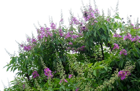 Màu tím bằng lăng làm dịu mát cả con đường