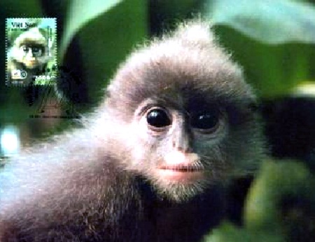 Phát hiện loài Voọc xám ở vườn quốc gia Pù Huống  - 1