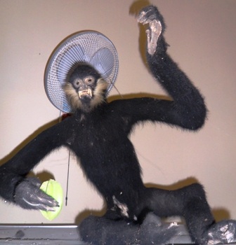 Phát hiện loài Voọc xám ở vườn quốc gia Pù Huống  - 2