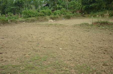 Ngành nông nghiệp oằn mình trong nắng hạn kéo dài