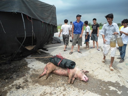 Xe tải lật, hàng trăm con lợn chạy tán loạn giữa đường