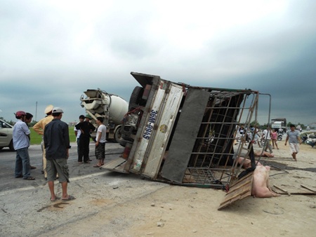 Xe tải lật, hàng trăm con lợn chạy tán loạn giữa đường