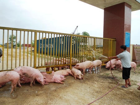 Xe tải lật, hàng trăm con lợn chạy tán loạn giữa đường