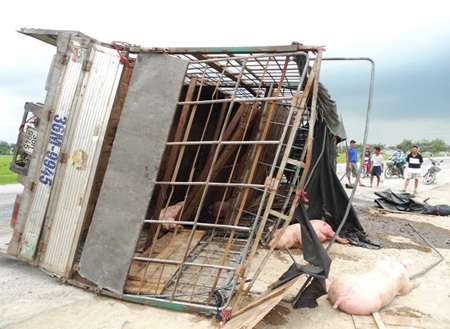 Xe tải lật, hàng trăm con lợn chạy tán loạn giữa đường