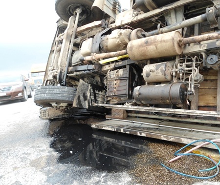 Xe tải lật, hàng trăm con lợn chạy tán loạn giữa đường