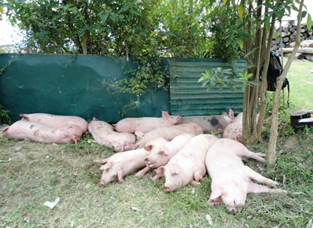 Xe tải lật, hàng trăm con lợn chạy tán loạn giữa đường