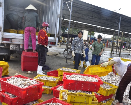 Ngư dân được mùa cá mòi - 12