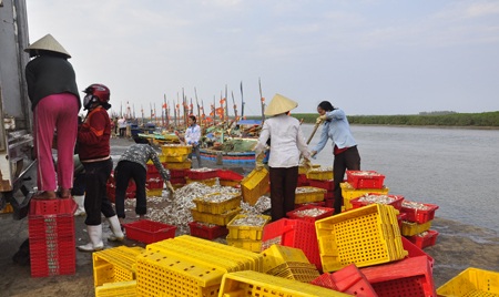 Ngư dân được mùa cá mòi - 11