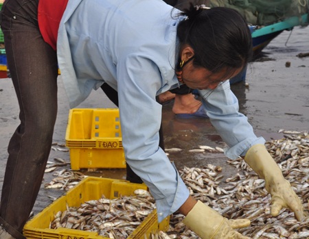 Ngư dân được mùa cá mòi - 10