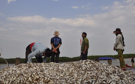 Ngư dân được mùa cá mòi - 9