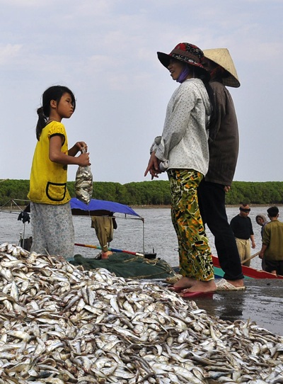 Ngư dân được mùa cá mòi - 19