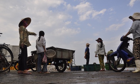 Ngư dân được mùa cá mòi - 17