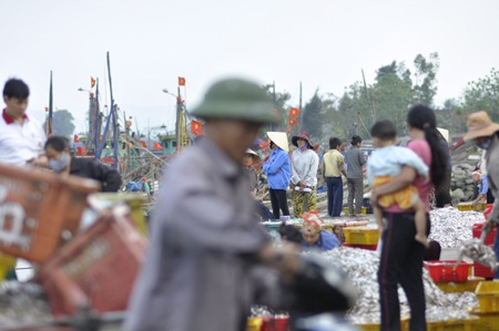 Ngư dân được mùa cá mòi - 5