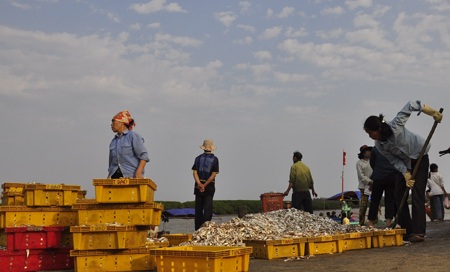 Ngư dân được mùa cá mòi - 7